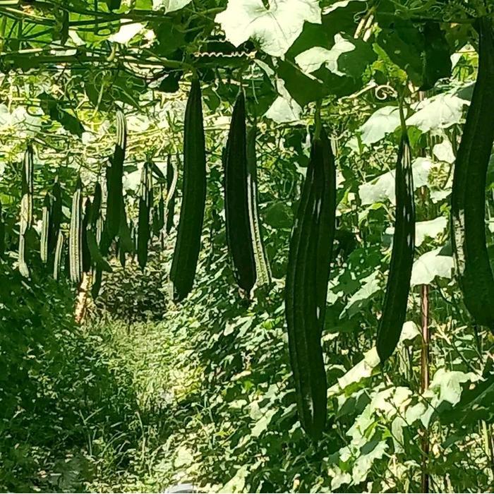 Mrono_Mrene Benih Bibit Gambas Oyong Estilo F1, Perawatan Mudah Tahan Virus, Isi 10 Gram Isi Benih