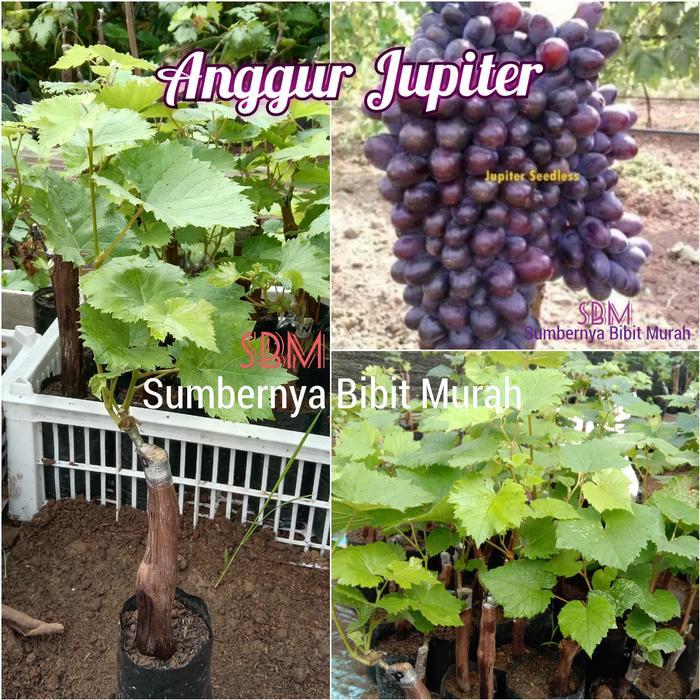 New Bibit Anggur Jupiter - Anggur Impor Jupiter grafting