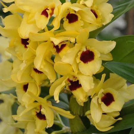 Anggrek dendrobium Nobile kuning