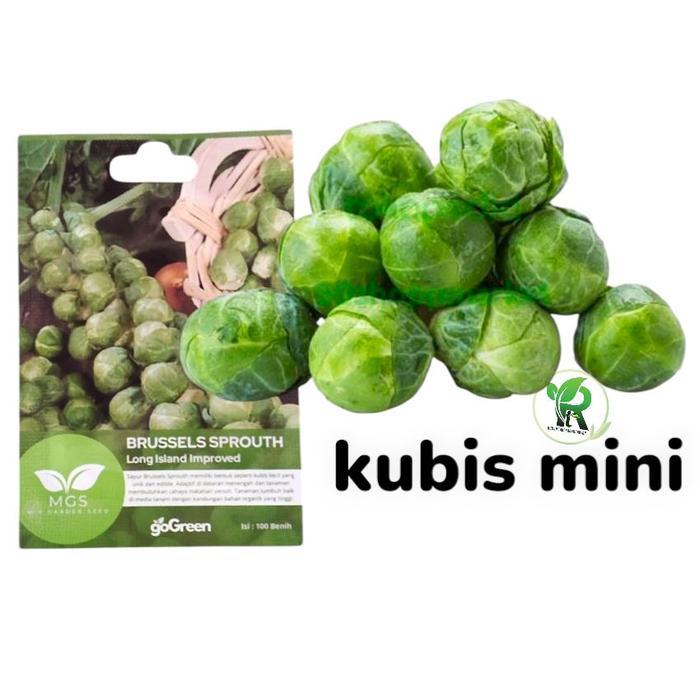 Mrono_Mrene Benih Kubis Brussel Spourt Bibit Kubis Mini Original Tanaman Tumbuhan