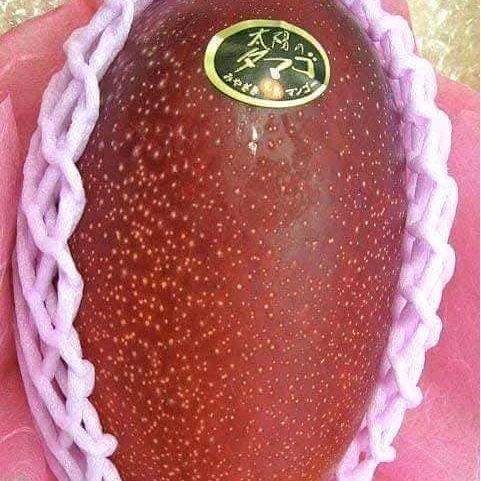 Thejaguar1 Bibit Mangga Miyazaki Benih