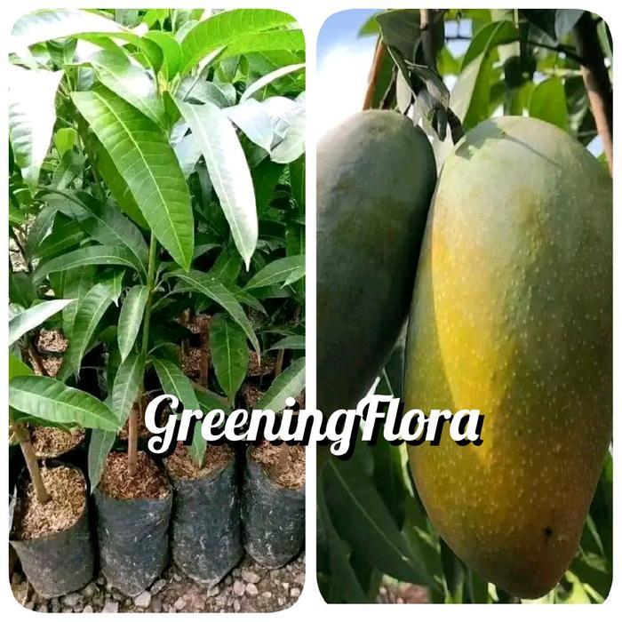 New [COD] BIBIT MANGGA KIOJAY BIBIT MANGGA JUMBO KIOJAY OKULASI