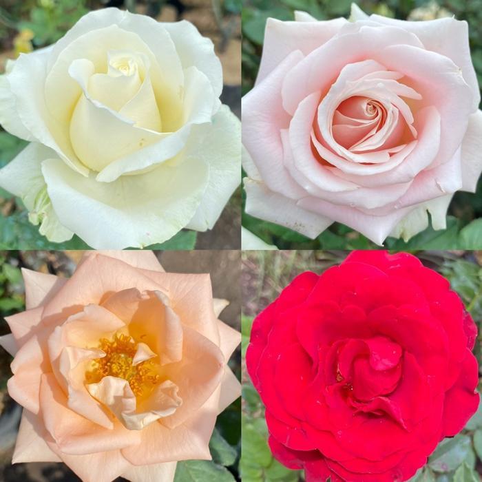 Diskon Tanaman Indukan Mawar Besar 2kg