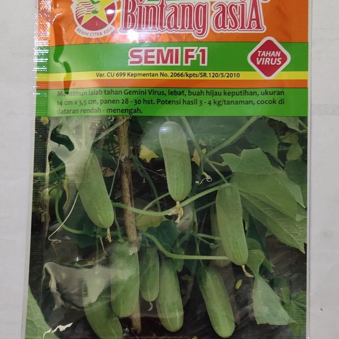 Diskon Benih baby timun SEMI F1 20 gram ketimun mini bintang asia Hijau Tanaman