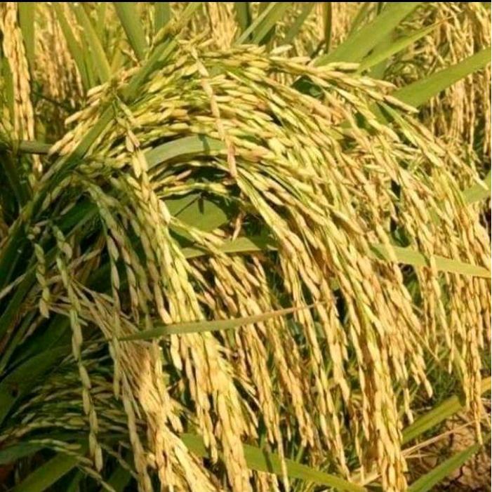 Mantabetul Benih Padi Ir64 Super Jumbo .Netto 5Kg