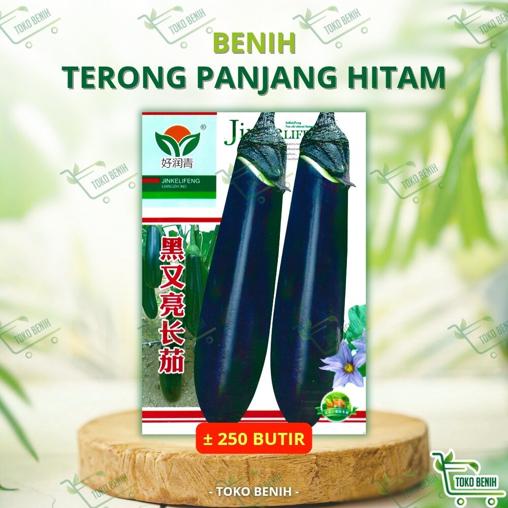 ± 250 BUTIR BENIH IMPORT TERONG PANJANG HITAM KEMASAN PABRIK