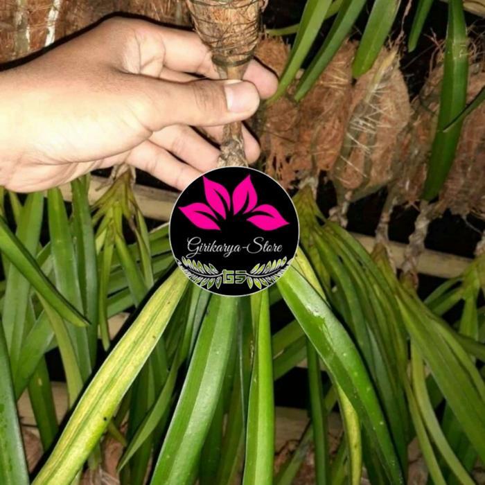 promo BIBIT anggrek Ekor tupai anakan
