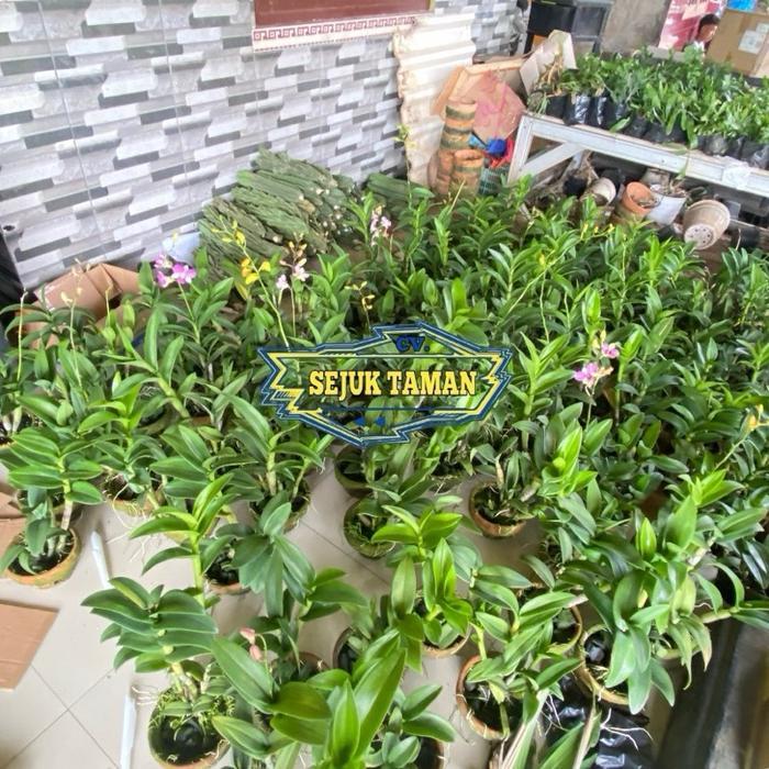 Mantabetul Anggrek Dendrobium Larat Dewasa Siap Berbunga Daun