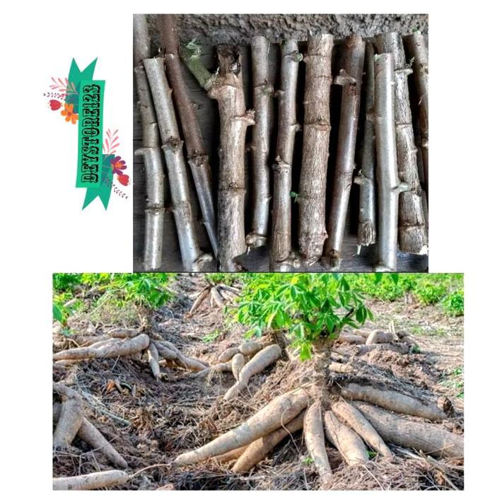 Mantabetul Benih Singkong Racun Singkong Genderewo Per 10 Batang
