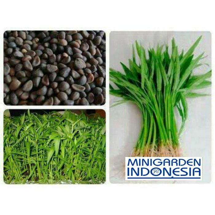 500 Benih Kangkung Wallet Bibit Tanaman Sayuran Hidroponik