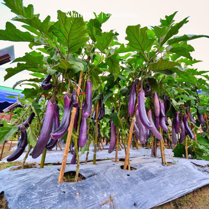 Mrono_Mrene Organic Plant Booster Terong Ungu 500 Ml - Pupuk Organik Cair Dan Zpt Khusus Tanaman