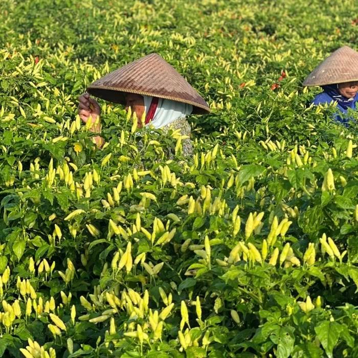 Thejaguar1 Trico Sniper 1Kg Fungisida Hayati, Bakterisida Hayati, Pupuk Hayati 3 In 1 Pengendali