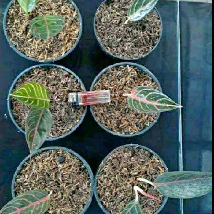 Mantabetul Bibit Anakan Aglonema Red Sumatra / Tanaman Hias Aglonema Red Sumatra