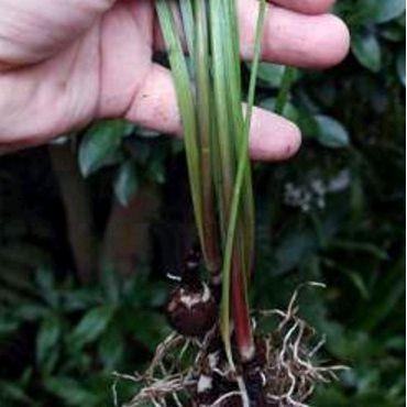 Lubis Gardening Bibit Umbi Bunga Liliy Rain - Bunga Liliy Import - Bibit Umbi Bunga Lili Langka -