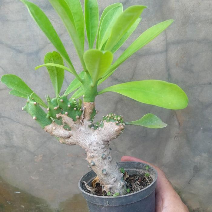 Mantabetul Euphorbia Neriifolia Tahan Panas Dan Minim Penyiraman