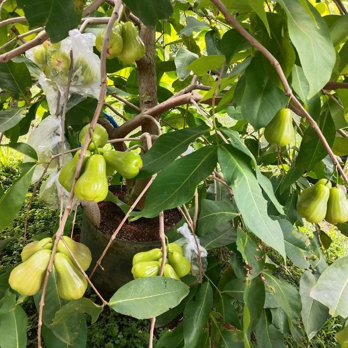 Bibit Jambu Air Green Giant Cangkok Original