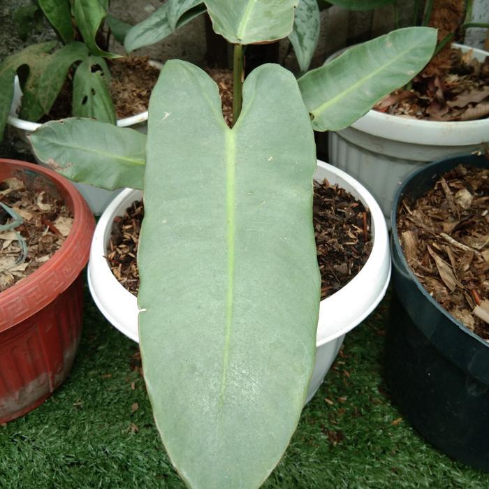 philodendron atabapoense