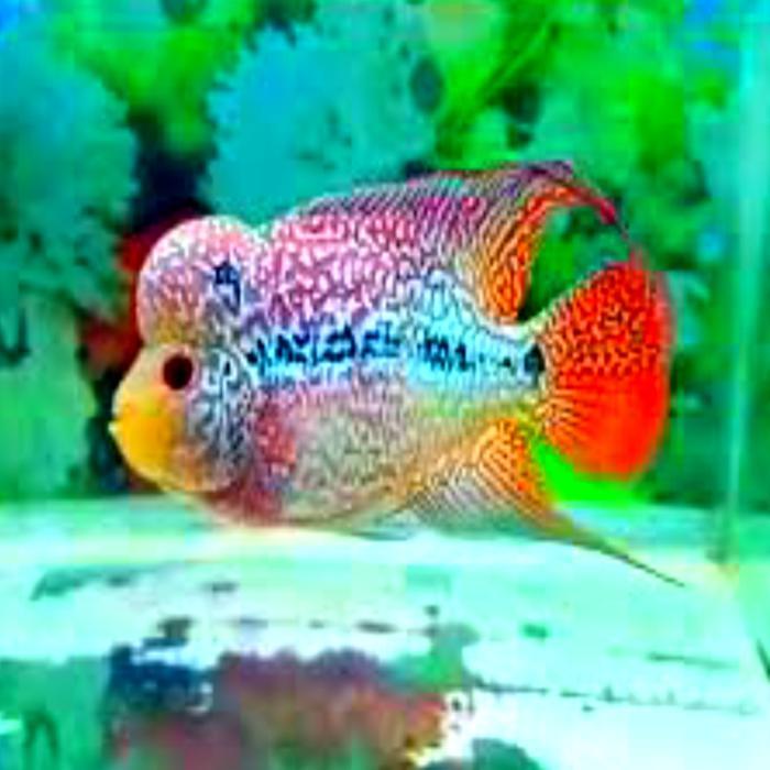 k1xp- Burayak Louhan Cencu The Potlot Series (Promo Beli 2 Gratis 1)