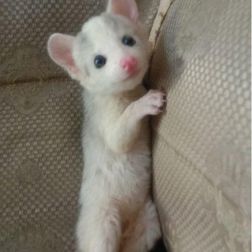 Beby Musang Pandan Lucu & Imut Hewan Peliharaan Ideal untuk Anak-anak dan Pecinta Hewan