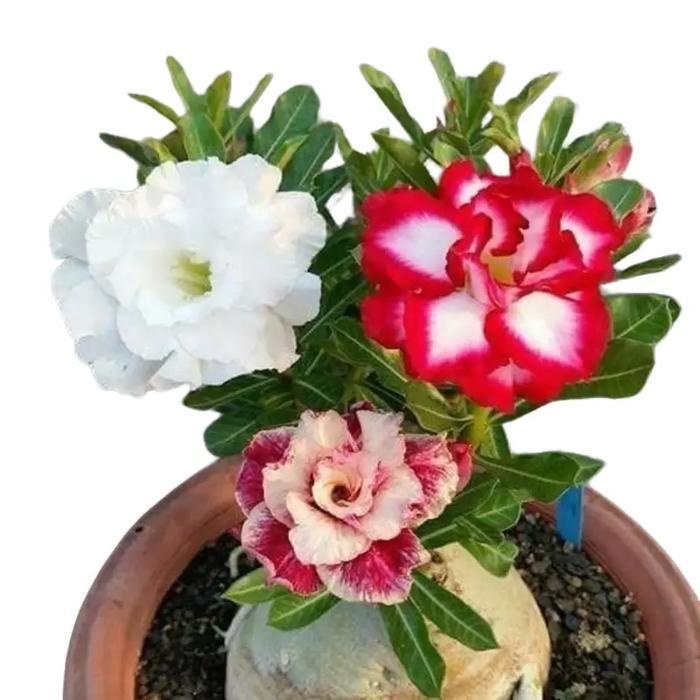 Digazsin_ Tanaman Hias Bunga Adenium Tumpuk 3 Warna Tanaman Hias Bunga Adenium Tumpuk