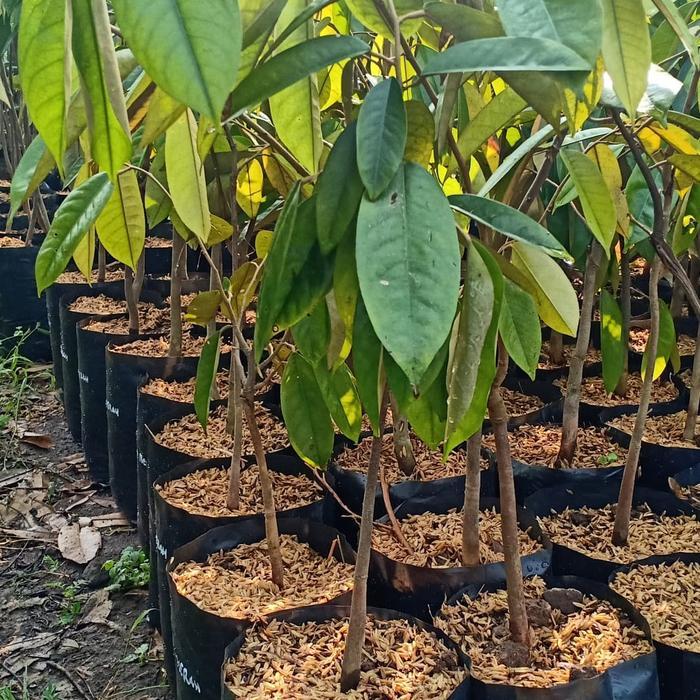 Bibit Buah Durian Karatungan Langka Asli Kalimantan Original