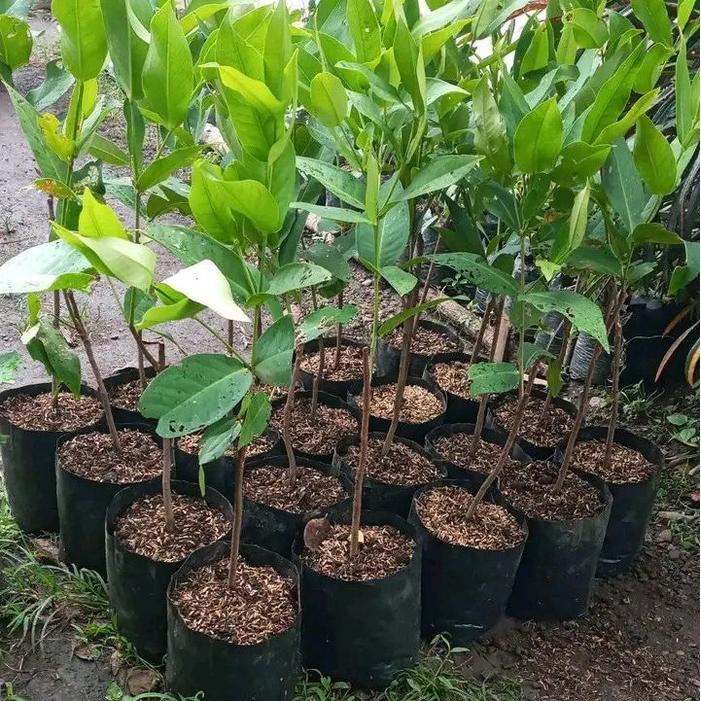 Mantabetul Bibit Jambu Air Citra Merah Bibit Jambu Air Citra Madu Okulasi