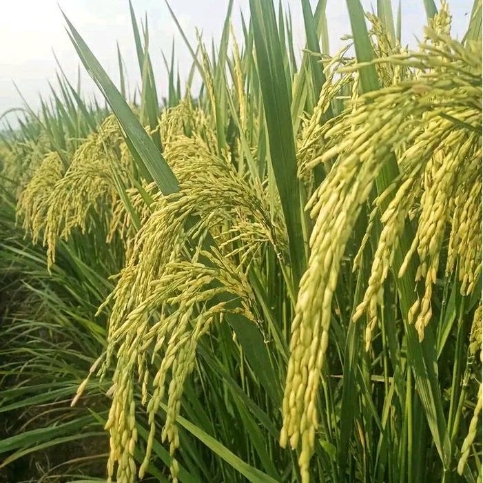 Gardening Mikha Benih Bibit Padi M400 Kemasan 1Kg Dengan Menghasilkan Padi Yang Sangat Relatip