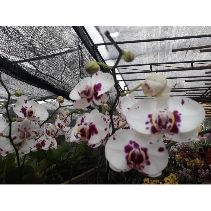 rsob- Anggrek Bulan Bunga Besar Warna Putih Lidah Dan Totol Merah