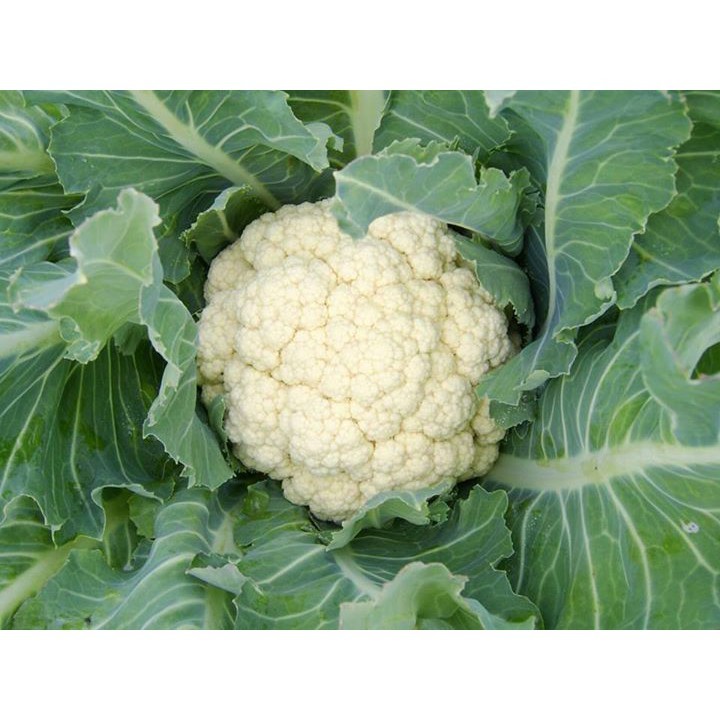 10 butir bibit benih biji tanaman sayur brokoli putih F1