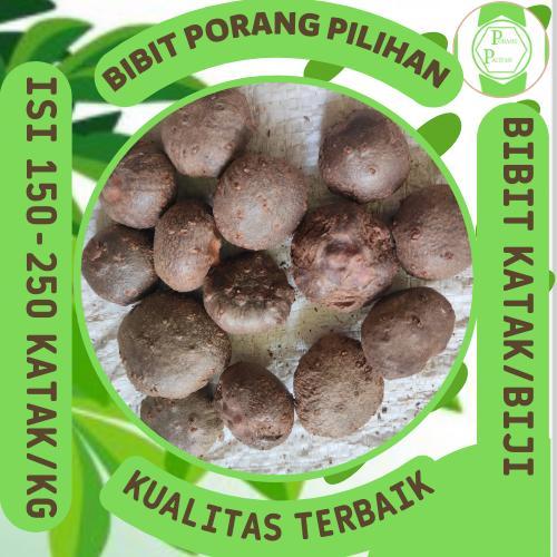 Diskon Bibit porang katak asli dorman 0.5kg isi 150-250 biji