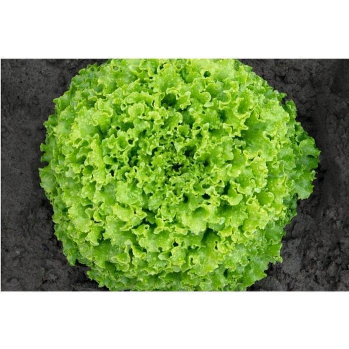 Benih Bejo Seed - Selada Batavia Lilybel Kemasan 1000 pills