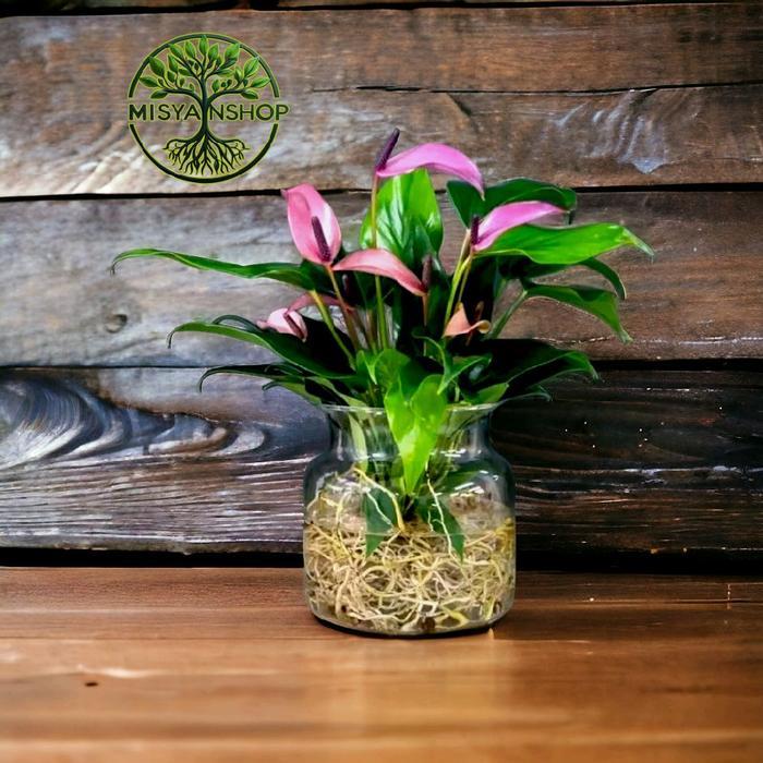 Chantelna_ Bisa 21 Jenis Tanaman Hias Yang Bisa Hidup Di Air Dan Di Pot(Tanah) Berkualitas Pasti