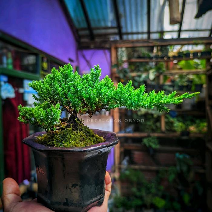 Bonsai Mini Shito Cemara DWARF ORIGINAL JUNIPERUS PROCUMBENS NANA DAUN SUPER MICRO SIAP PAJANG FREE