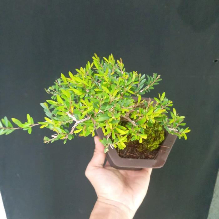 Gardening Mikha Hiasan Taman Bonsai Cendrawasih Siap Pajang Pajangan