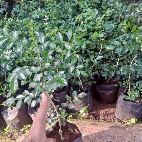 Digazsin_ Tanaman Bunga Kemuning Wangi-Tanaman Kayu Wangi-Pohon Anti Nyamuk-Bunga Kemuning