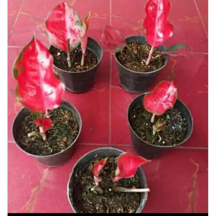 Chantelna_ () Tanaman Hias Aglonema Suksom Jaipong Super Red Rimbun