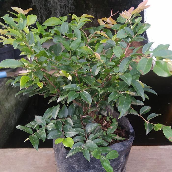 Tanaman Anggur Brazil.Kupa Landak