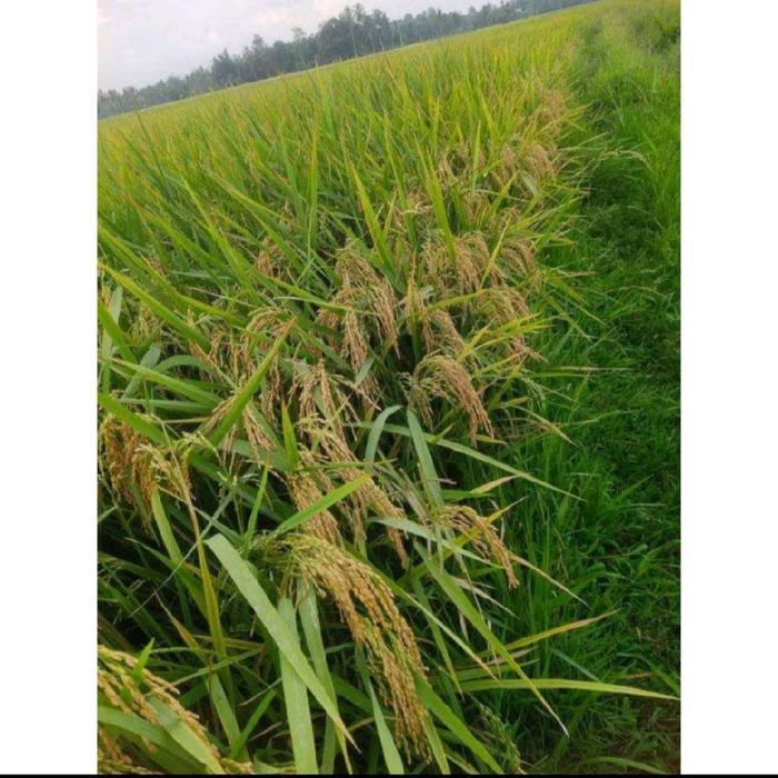 Thejaguar1 Bibit Padi Benih Padi Unggul Cibatu 08 Original Kemasan 5Kg