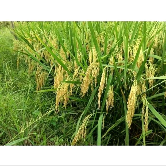 Mantabetul Benih Padi Hibrida ( Sembada 989 ) Berkualitas Original Kemasan 1Kg Tanaman