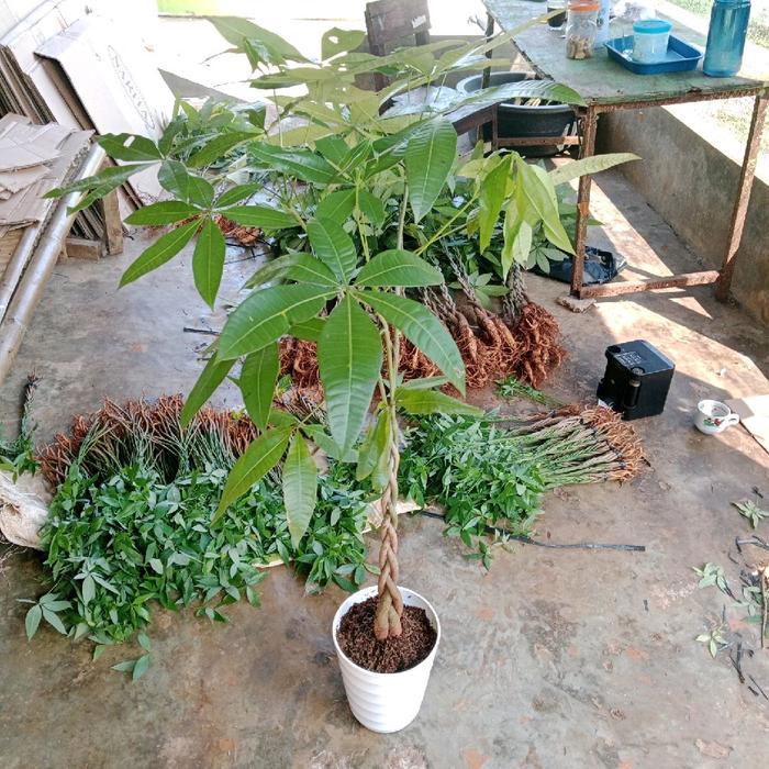 Chantelna_ Pachira Kepang Size Besar - Pachira - Pohon Uang - Pachira Money Tree