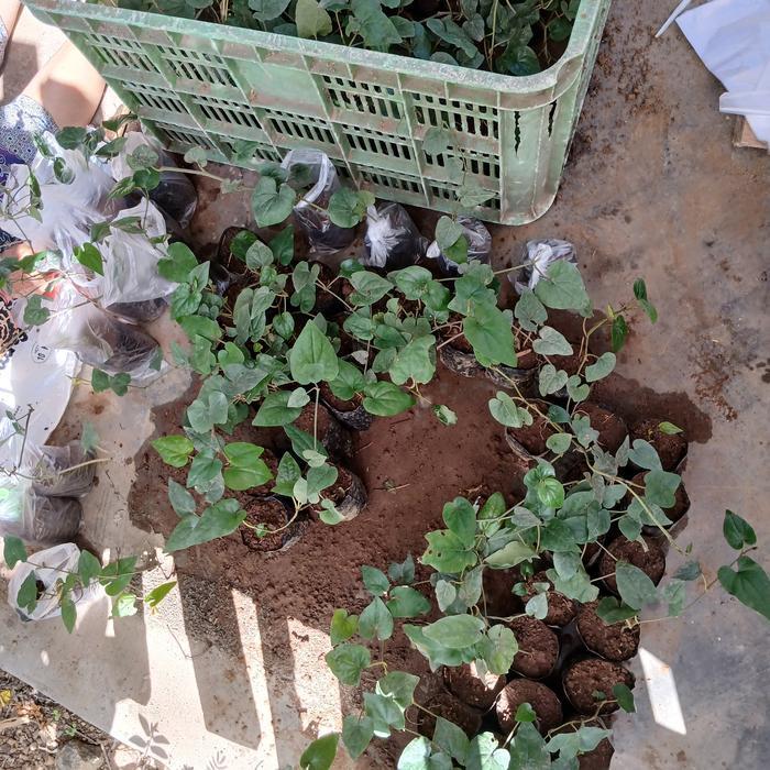 Lubis Gardening Bibit Cabe Jamu/ Cabe Jawa Jenis Hibrida