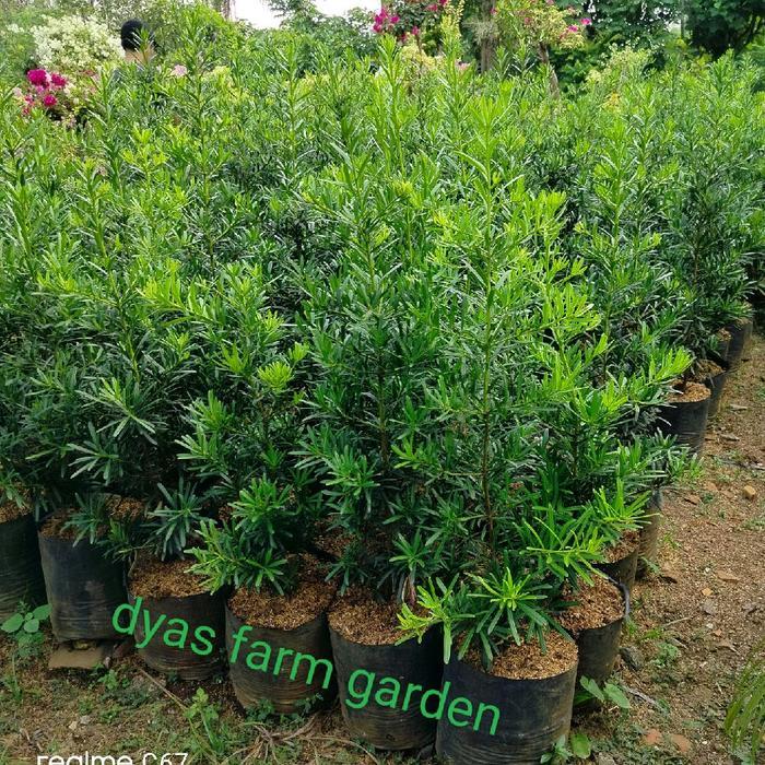 Tanaman Hias Indoor Outdoor Pohon Lohansung Tinggi 1 Meter