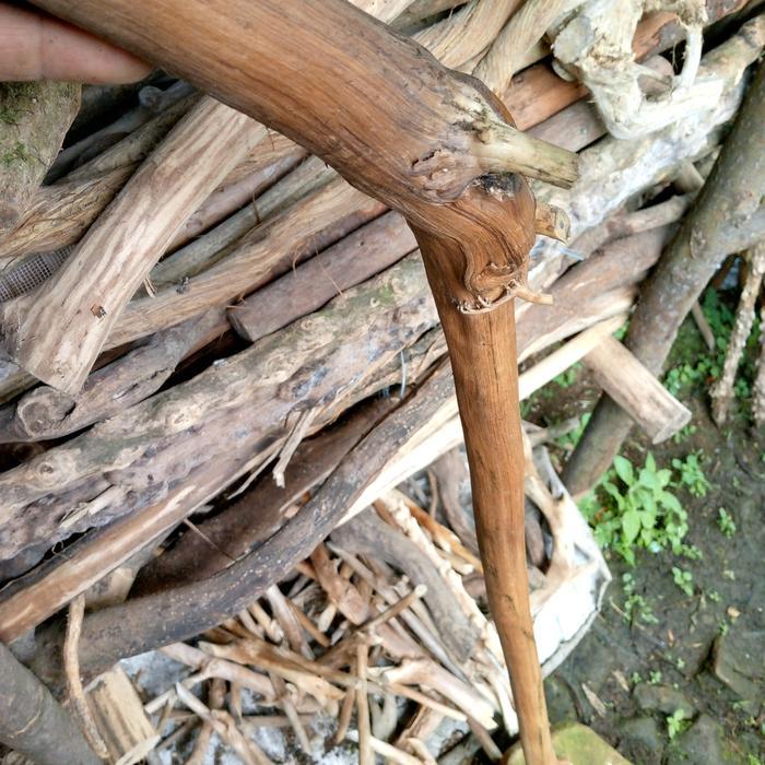 tongkat jalan kayu tlogosari bertuah