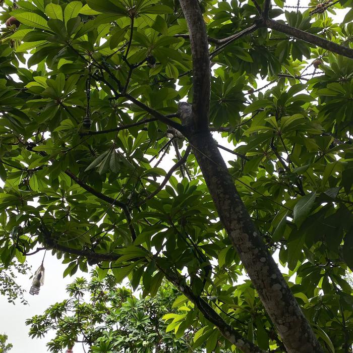 Bibit tanaman Mamey sapote 1 meter murah Indukan sudah buah