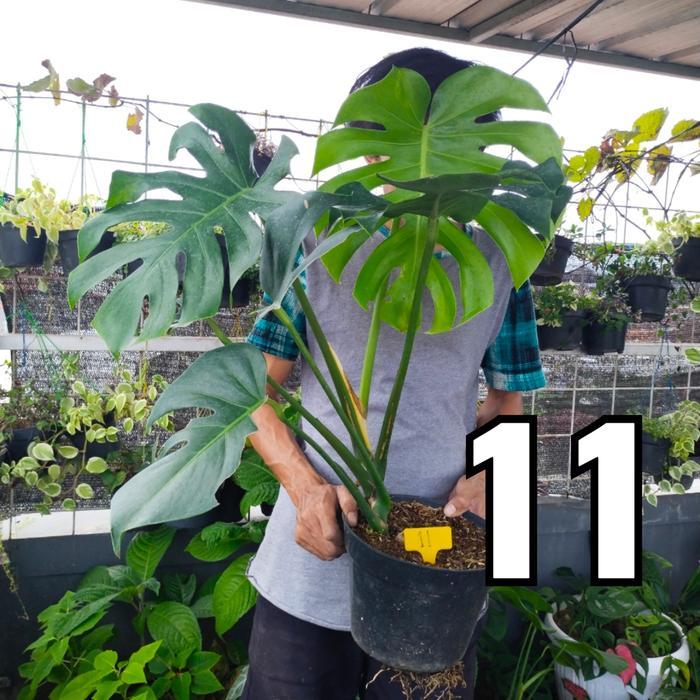 monstera king, foto asli 3 daun minimal, gojek grab