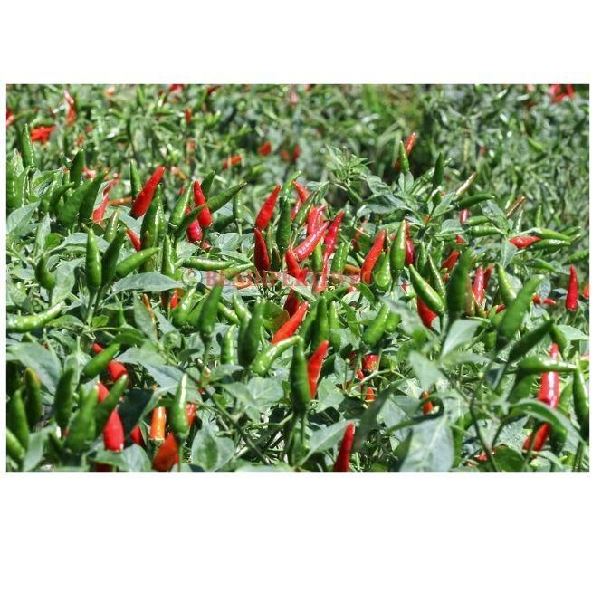 Mrono_Mrene Benih Cabe Robin 5 Gram Cabai Rawit Hijau Hibrida Dari Benih Pertiwi Tanaman