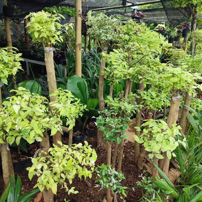 tanaman bonsai anting putri tinggi 1 meter