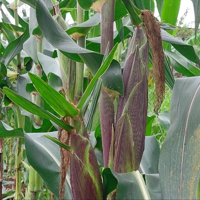 Mantabetul Benih Jagung Ketan Ungu Isi (1000 Butir), Bibit Jagung Ungu