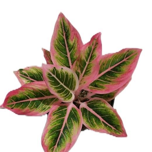 Benih bunga aglonema pink Lotus