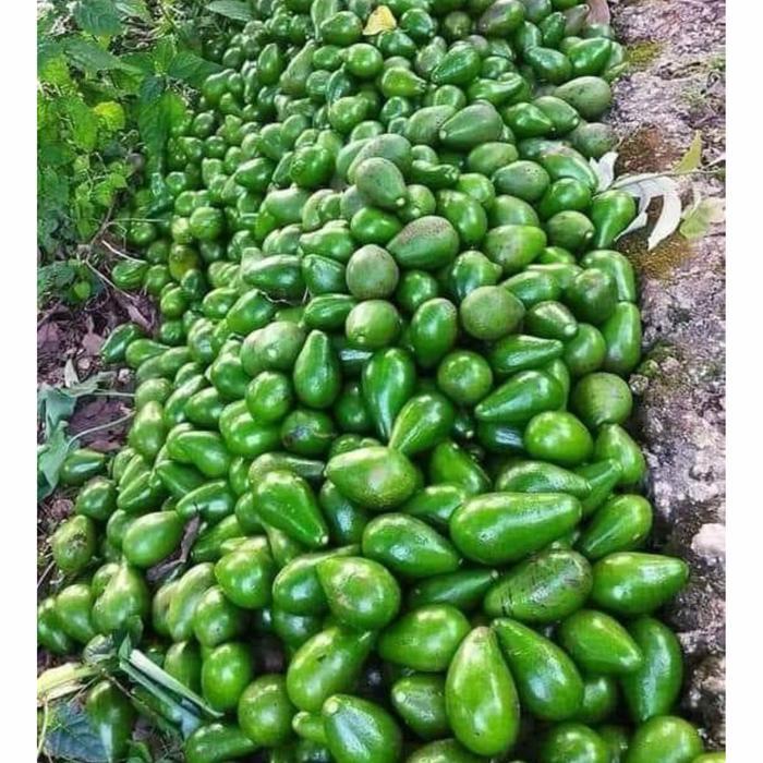 Mrono_Mrene Pupuk Booster Alpukat 1Kg Media Tanam Benih Alpukat 1000Gr Pupuk Pemacu Pertumbuhan,